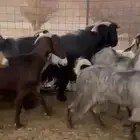 معزا للبيع