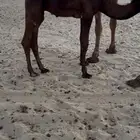 حشوان سمان