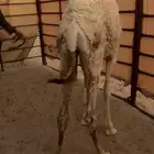 قعود سمين فل