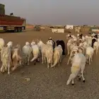 سواكن مرابي صلخ وتوصيل