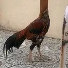 دجاج باكستاني