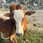 للبيع بقره