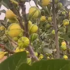 شتلات افضل نوادر انواع التين