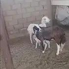 رخل ثنيه دافع