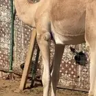 قعود