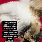 قطه انثى للتبني
