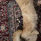 قطوه للتبني