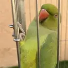 ببغاء للبيع