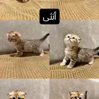 قطط كيتن سكوتش للبيع