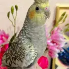 طائر كروان جميل اليف جدا