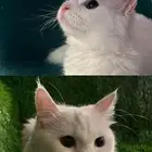 قطط
