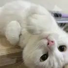 قطط لتبني بجدة