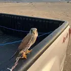 طيور شبوط او باشق