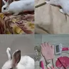 حيوان أليف أرنب أليف منزلي