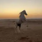 حصان عربي بدون أوراق