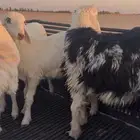 طليان للبيع