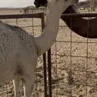 السلام عليكم قعود كفو وساسه أطيب