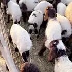 بهم عمرشهرين للبيع عدد60