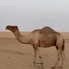 للبيع هجن مع الفحل