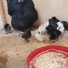 دجاج بلدي