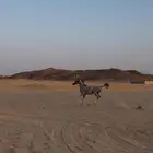مهر شعبي للبيع السومه الي تحت3000لا ينظر له