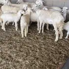 غنم حريات للبيع