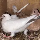 زغاليل حمام للبيع
