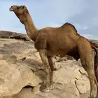 بعير ارك