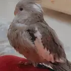 فندقة طيور و غر فروخ