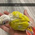 ( تم البيع )  فروخ كنيور ( اربعه تصنيفات )