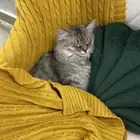 قطة للتبني المؤقت