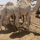 حشو للبيع