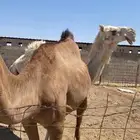 نياق للبيع