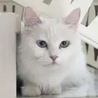 قطة شيرازية