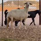 شاه حايل