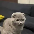 سكوتش فولد بيور سلاله نادره لون مميز العمر 5 شهور مدربه