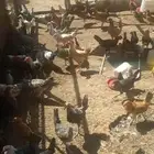 دجاج بلدي وفيومي عمر 4شهورو3شهور