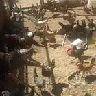 دجاج بلدي وفيومي للبيع
