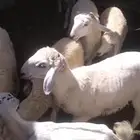جدة خط عسفان الغولا
