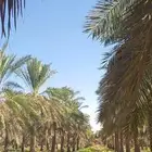 نخيل المملكه الزراعي