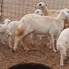 ما شاء الله وتبارك الله أعرض لكم غنم حريات خلفات