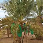ثمار نخيل للبيع
