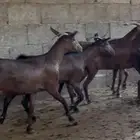 معزا دهم صنف الصنف ماشاء الله تم البيع