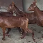 معزا دهم جفار ماشاء الله تم البيييع