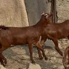 معزا دهم صنف ماشاء الله