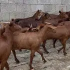 معزا دهم صنف ماشاء الله تم البيييع