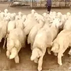 طليان حري سمينة وشحم عدد 100