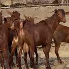 جفار دهم صنف تم البيييع