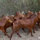 معزا دهم صنف فاخر ماشاء الله تم البيييع