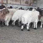 ذبايح نعيم للبيع